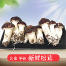 北京平谷新鲜赤松茸5斤 姬松茸新鲜菌菇 1斤