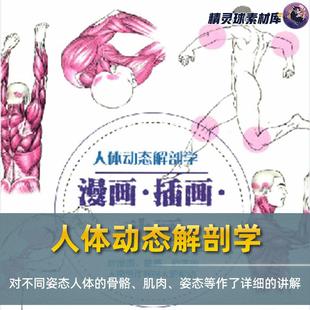 人体动态解剖学 对不同姿态人体的骨骼、姿态等作了详细的讲解