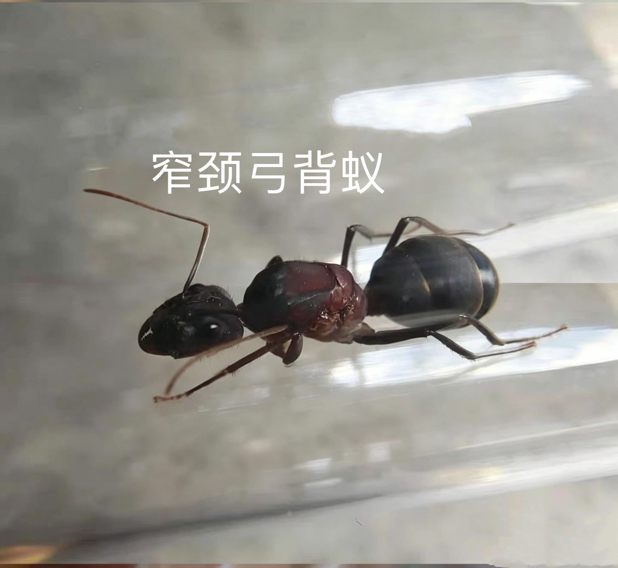 窄颈弓背蚁 2026年新后 宠物蚂蚁