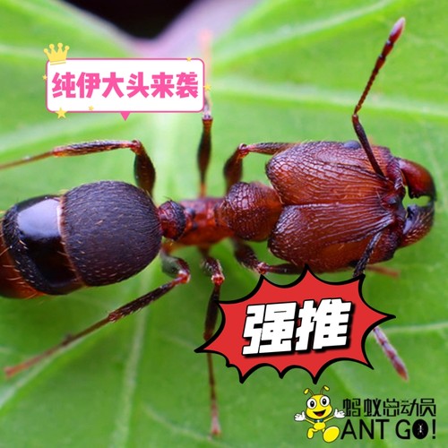 伊大头蚁广西纯伊大头蚁