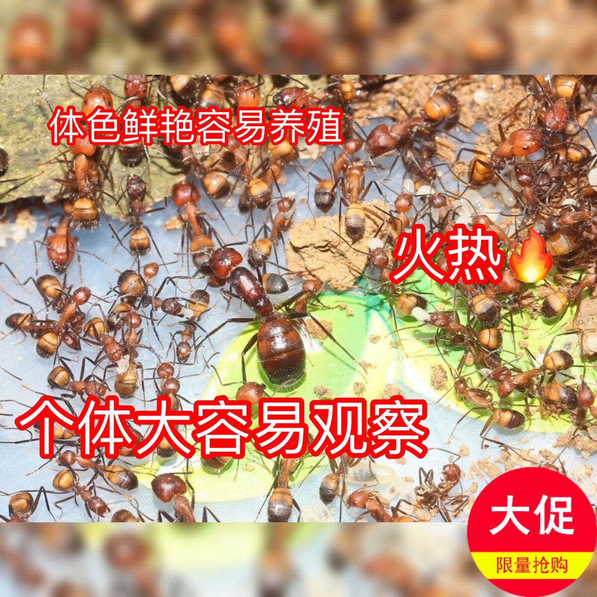 尼科巴弓背蚁   宠物蚂蚁  蚂蚁活体 广东火红尼科巴 蚂蚁聚来宝|ruв категории животное/Животное питание и принадлежностей, рептилии/насекомых и принадлежностей, муравей - от Buy2taobao.com для оказания профессиональной услуги покупки агента Taobao