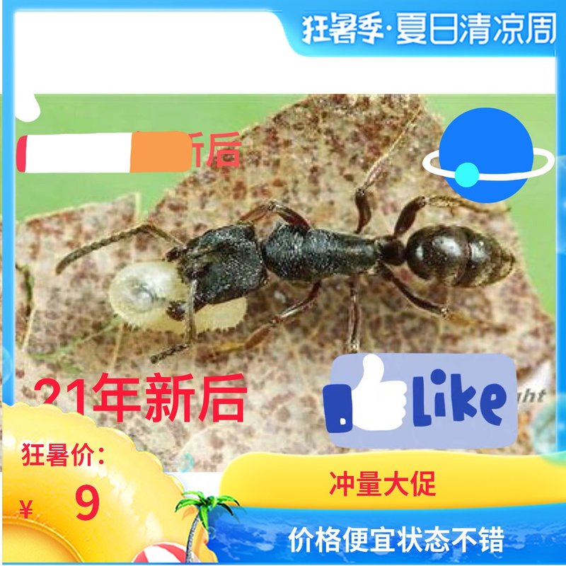 猛蚁新后素材模板 猛蚁新后图片下载 小麦优选