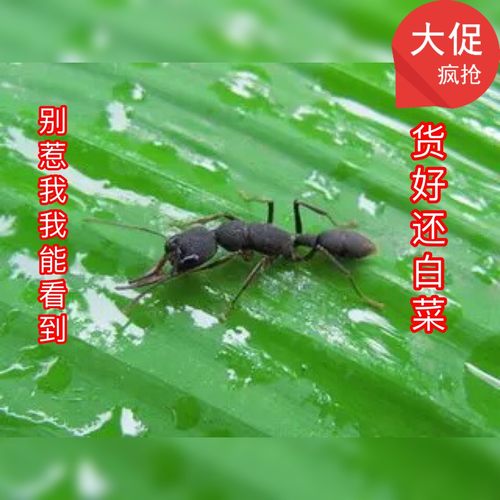 猎镰猛蚁  科普教育  蚂蚁工坊庄园生日礼物科普教育庄园蚂蚁农场