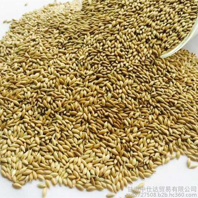 加纳利种子收获蚁食物混合种子