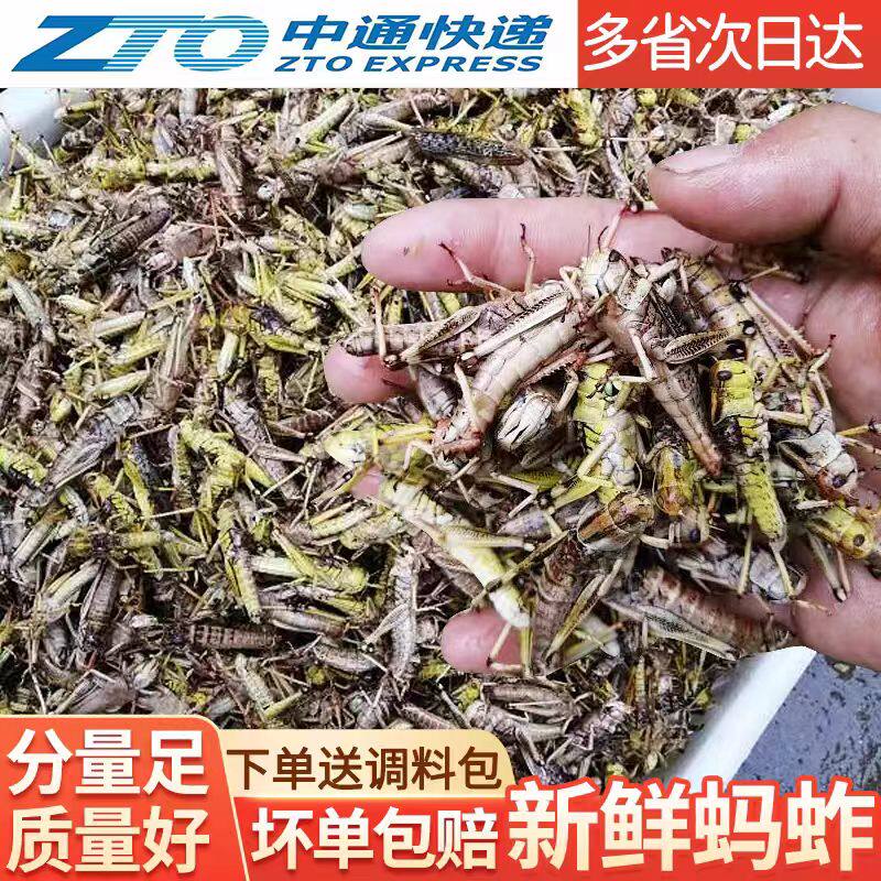 新鲜蚂蚱活体冰冻蚱蜢蝗虫食用昆虫速冻带籽混合去翅膀油炸烧烤
