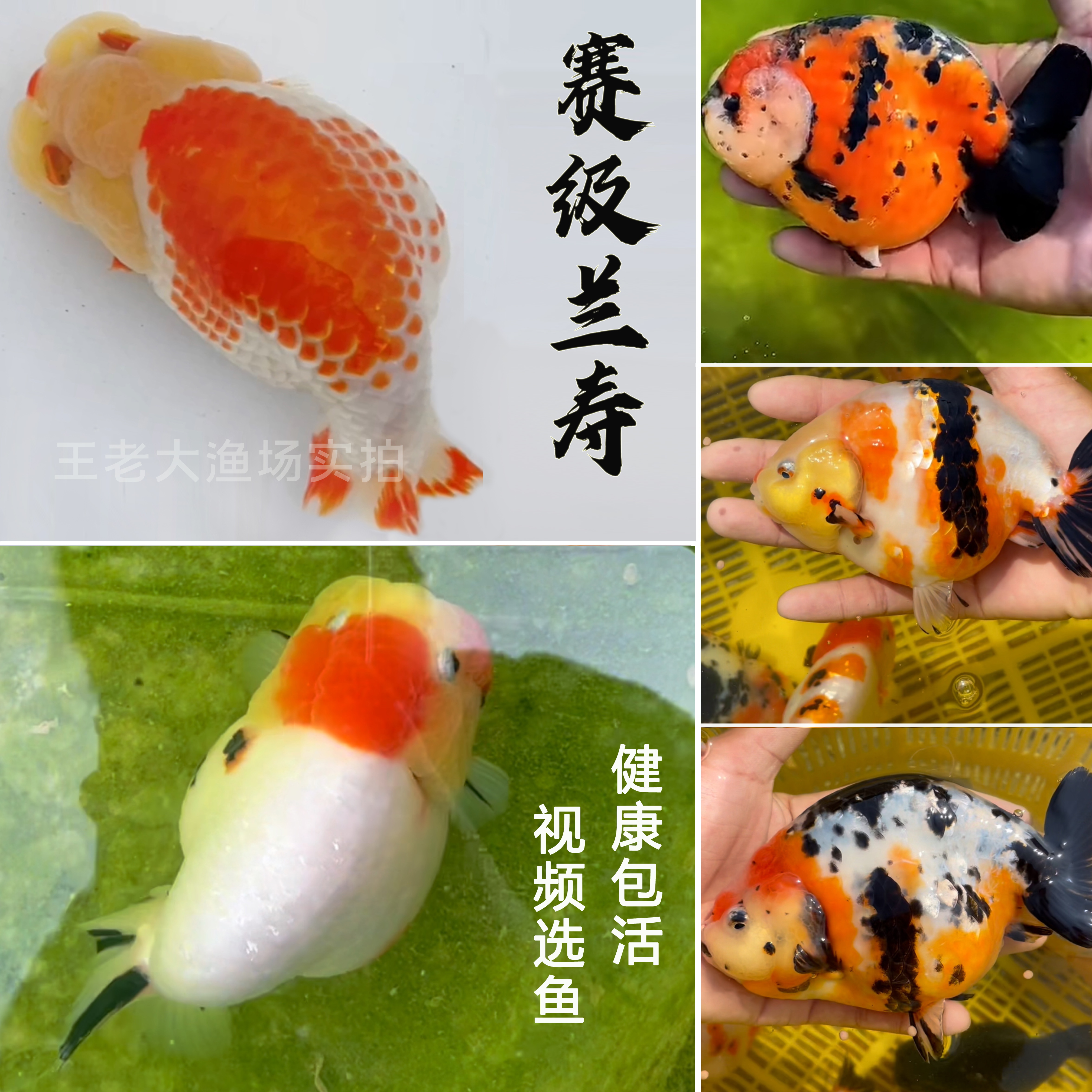 兰寿金鱼活鱼精品小尾重墨水墨玉兔奶牛三色赛级观赏鱼兰寿鱼苗