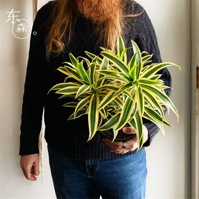 龙舌兰百合竹金边百合竹室内观叶绿植小盆栽耐观赏多年生热带植物