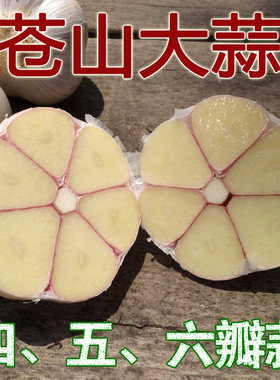 正宗六瓣大蒜斤装沂蒙山呼吸