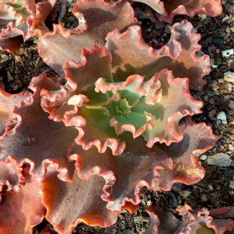 塞斯利亚包菜系列    多肉基地直发多肉植物精品多肉阳台绿植花卉