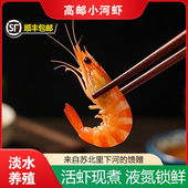 顺丰特色高邮河虾500g 河虾鲜虾熟冻非海虾新鲜 2盒淡水河虾2斤装