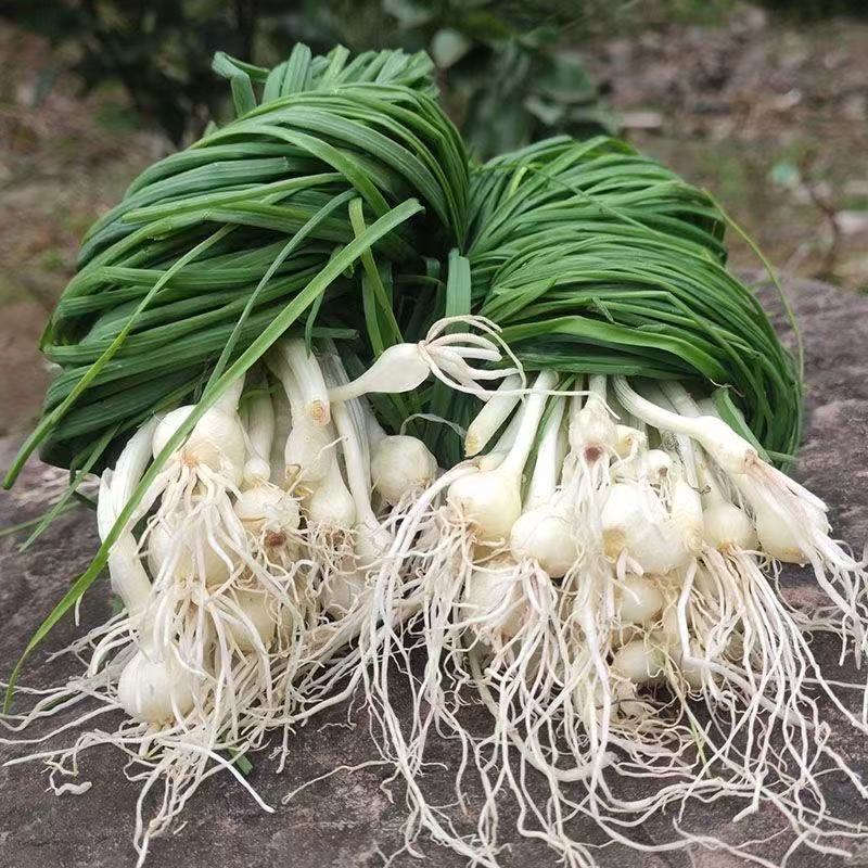 贵州特产新鲜现挖野葱独根野葱野生葱白香葱野菜露天野生现挖野菜