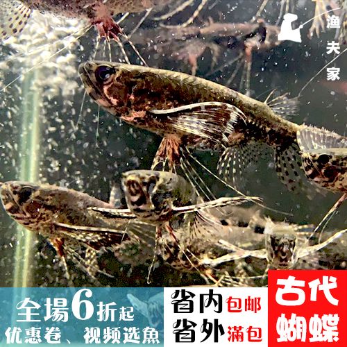 Sbike 识百客动植物商品速查 Sbike 识百客动植物商品速查
