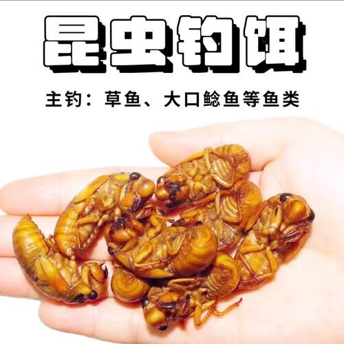 钓鱼知了猴爬叉猴鱼饵钓草鱼鲶鱼钓鱼多种高蛋白昆虫鱼饵顺丰包邮