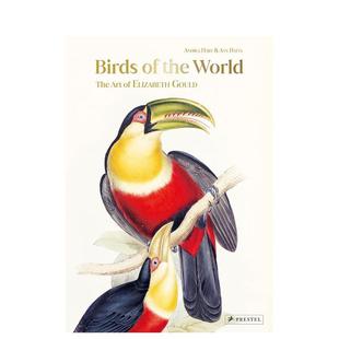 艺术 the 预售 伊丽莎白·古尔德 Gould英文插画原版 进口书籍Andre Elizabeth Birds 世界鸟类 The World 图书外版 Art
