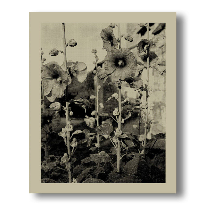 nicholas nixon:closing the distance,尼古拉斯·尼克松:拉近距离