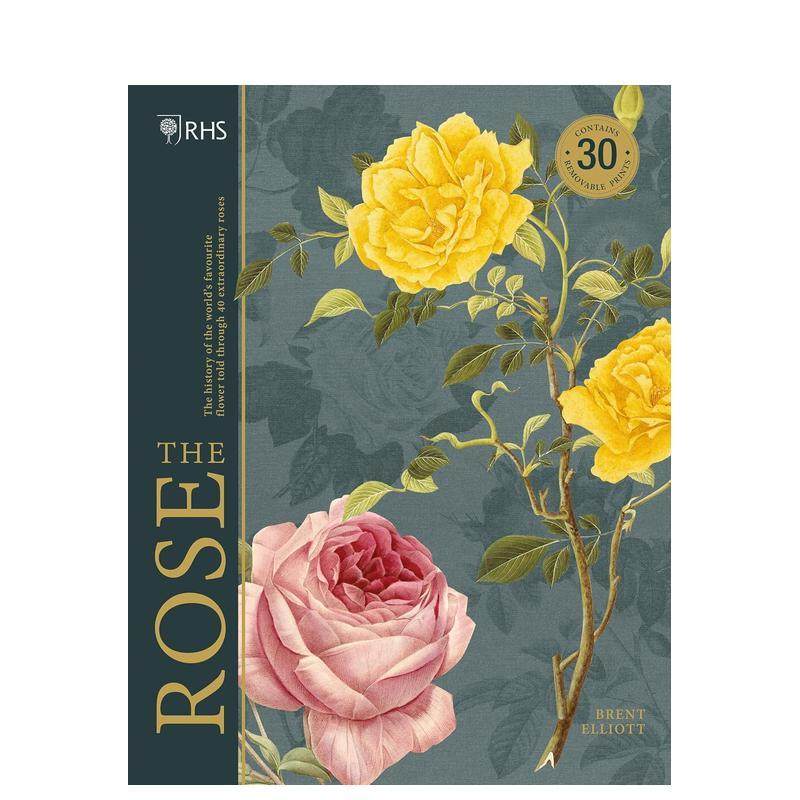 玫瑰  英国皇家园艺学会 RH