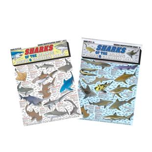 Evolution STEM科普 好奇孩子 儿童绘本图书 Kids英文进口原版 for Kids Curious 进化学启蒙 预售