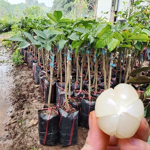 龙贡果苗泰国椰色果树嫁接进口兰撒爱情果苗正品包邮南北方可种植