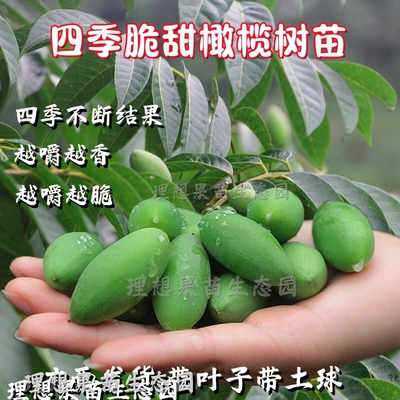 黑橄榄车酸榄嫁接苗正品带营养杯