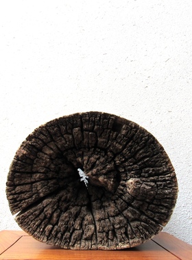 千年胡杨风化老木原木随形根艺摆件自然禅意艺术创意家居收藏饰品