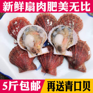 扇贝鲜活生鲜野生当天材料250克