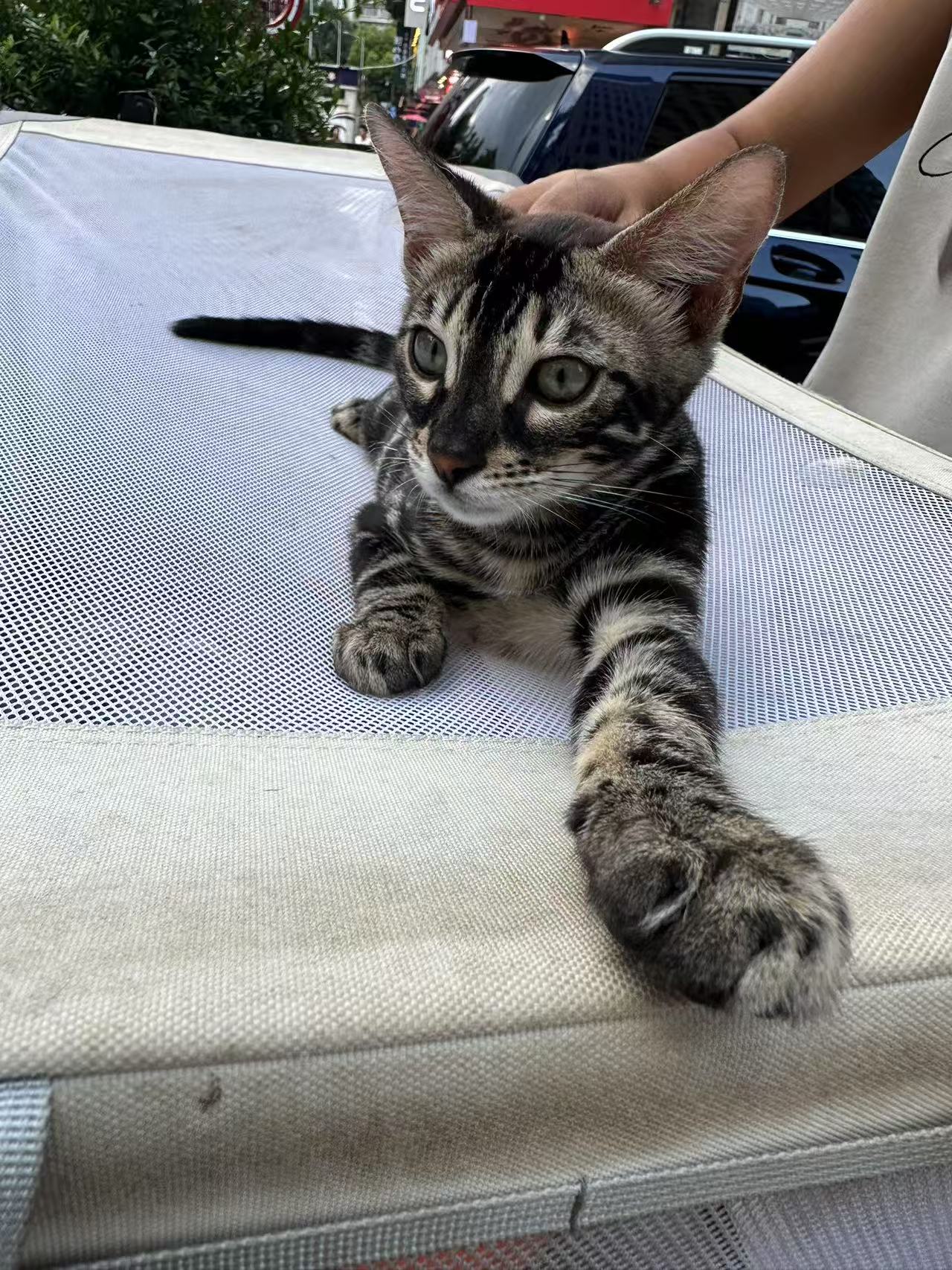 TICA双血统孟加拉豹猫 黑豹猫咪