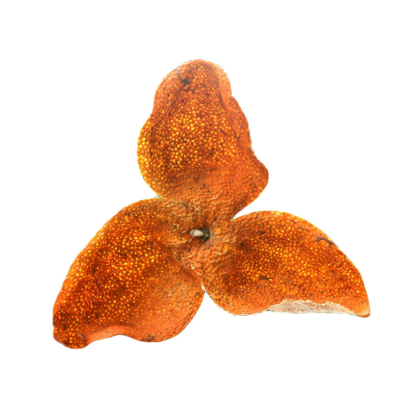 2025年新会陈皮大红皮正宗特产茶枝柑鲜果干大红皮清香味十足