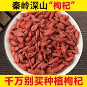 深山枸杞干500g正宗无硫非特级宁夏官方枸杞子黄芪当归党参红枣茶