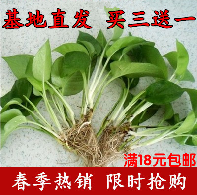 促销新房办公室空气包邮绿萝吊兰