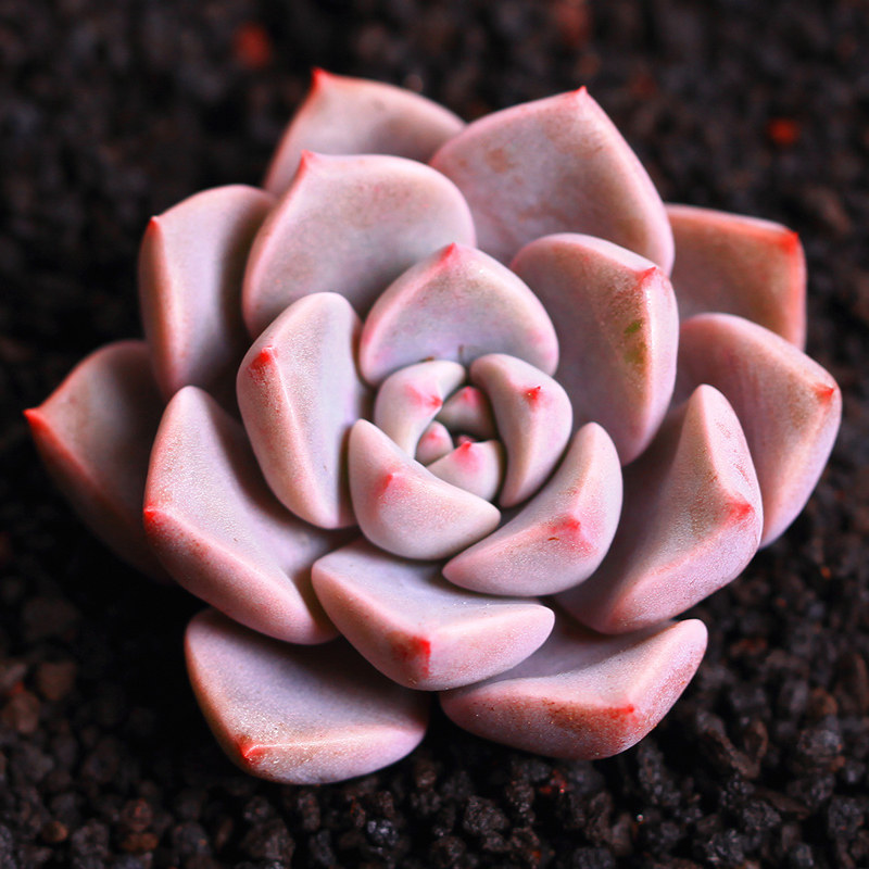 红粉佳人 pink 多肉植物 多肉办公室植物绿植创意花卉盆栽包邮