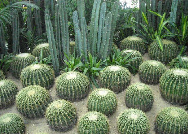 狂刺金琥 仙人球