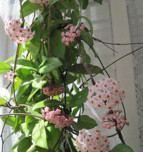 球兰吊兰长叶球兰净化空气除甲醛花卉常绿植物藤蔓盆栽四季好养