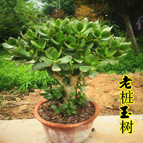 绿植大叶客厅阳台桌面热卖玉树