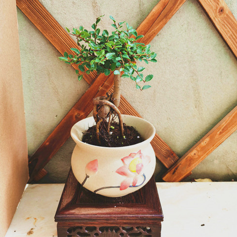 榔榆提根榆树盆景室内小盆栽