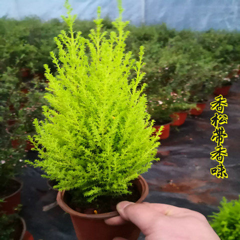 小香松盆栽植物桌面圣诞树盆景四季绿植办公室内好养香柏香味包邮