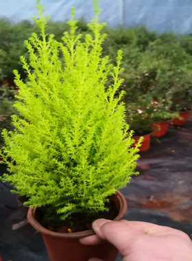 小香松盆栽植物桌面圣诞树盆景四季绿植办公室内好养香柏香味包邮