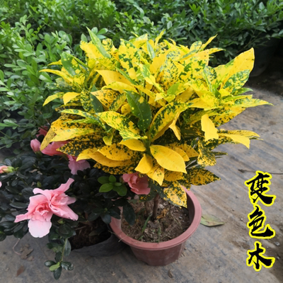 走廊阳台观赏常用室外造景变色木