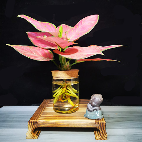 水培植物办公室植物中国红盆栽