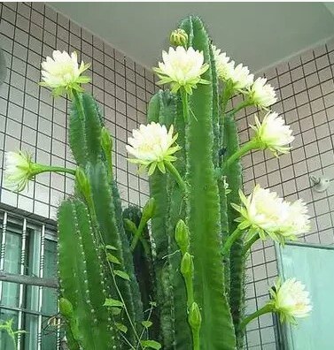 多肉植物龙骨花又名量天尺仙人柱组合净化空气防辐射绿植花卉盆栽