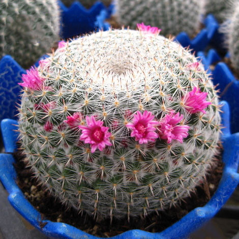 【玉翁】仙人球球径套餐绿植盆栽