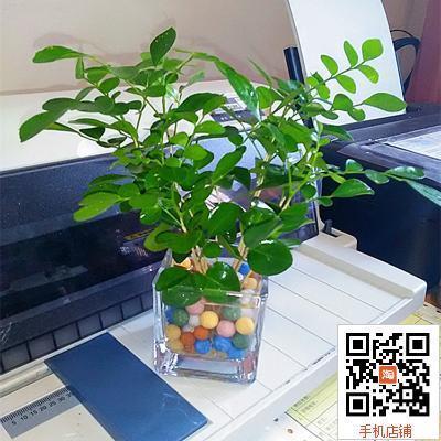 九里香盆栽 容易养好成活净化空气 室内绿植水培植物整套含盆