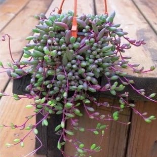 紫 Xuanyue 多肉植物仏ビーズ Chlorophytum 恋人の涙仏ビーズ錦織グリーン植物パール Chlorophytum 送料無料
