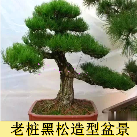 五树桩大板实物 型矮霸造松老桩短针松罗汉松盆景针包邮黑松盆景