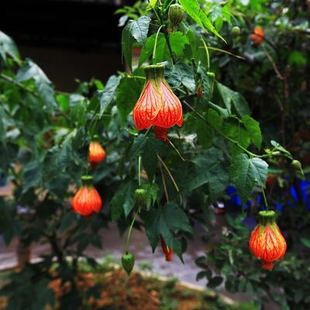 常绿植物 灯笼花苗 风铃扶桑花,纹瓣悬铃花 灯笼花盆栽苗包邮
