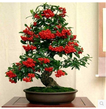 观果盆景火棘树桩盆栽吉祥果