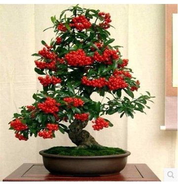 观果盆景火棘树桩盆栽吉祥果