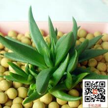 黄花照波多肉植物稀有品种组合盆栽小肉肉花卉不带花苞室内绿植