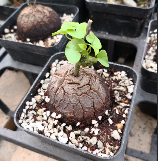 多肉植物盆栽 肉肉 办公室绿植 块茎表皮龟裂 1-2年生 龟甲龙