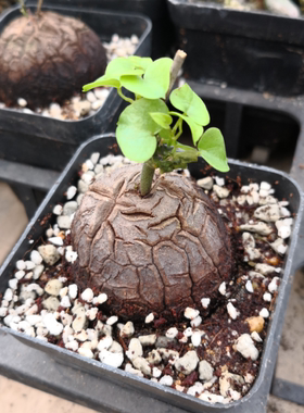 绿植盆栽办公室龟甲龙多肉植物