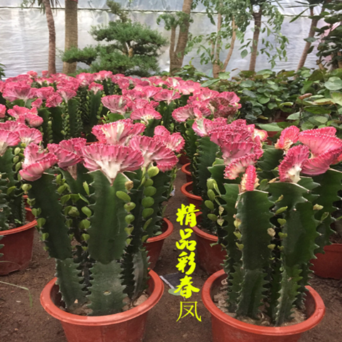 玉麒麟麒麟掌彩春风五指山多肉植物仙人掌花卉绿植彩春峰龙骨盆栽-封面